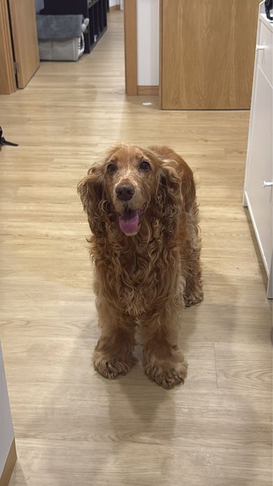 Cocker para adoção responsável