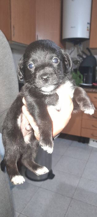 Cães para a adopção