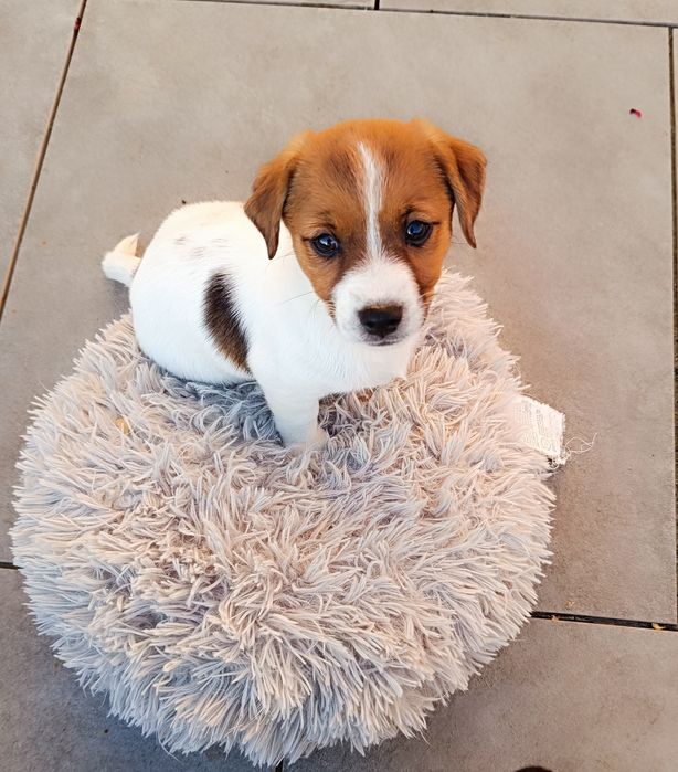 Jack Russell Terrier