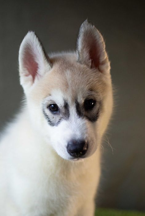 Щенок хаски КСУ шоу класс