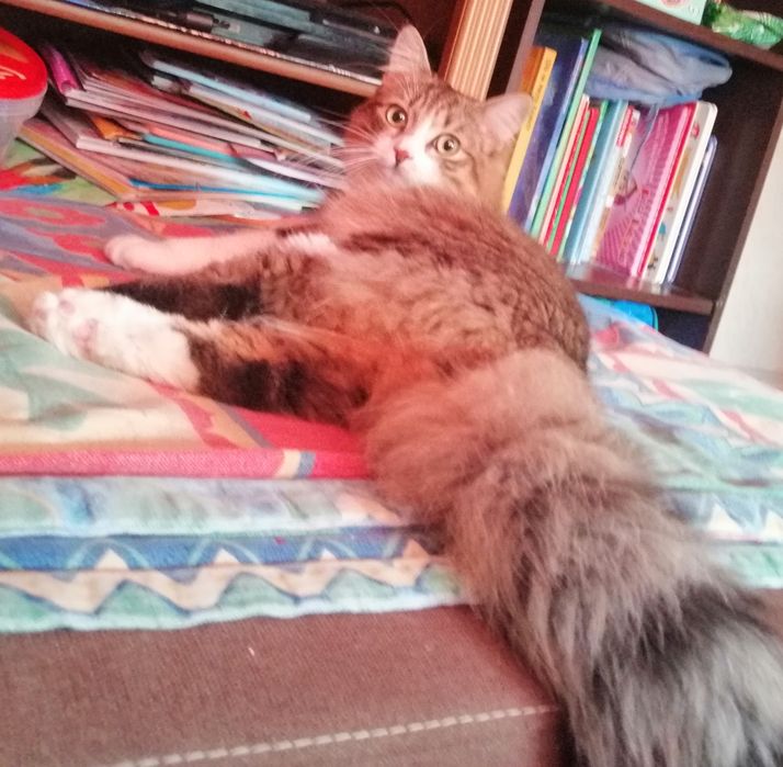 Kotek kocurek kot