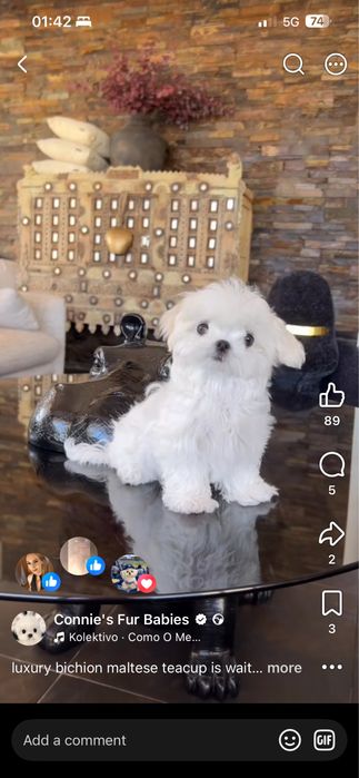 Toy Maltese Coreano