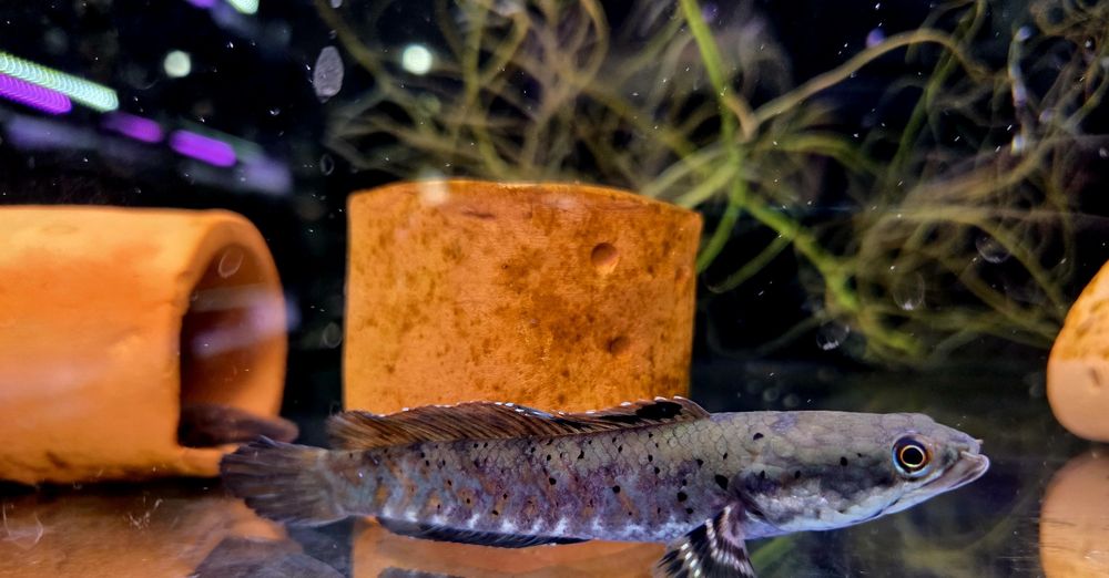 Channa pulchra (Wężogłów)