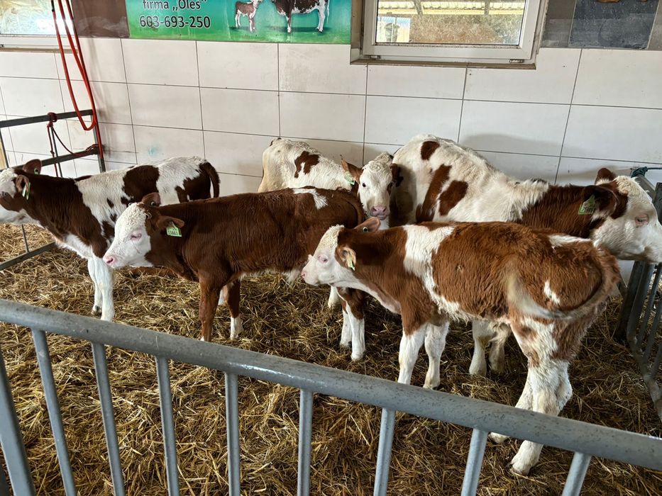 Cielaki mięsne na mleko oraz samodzielne