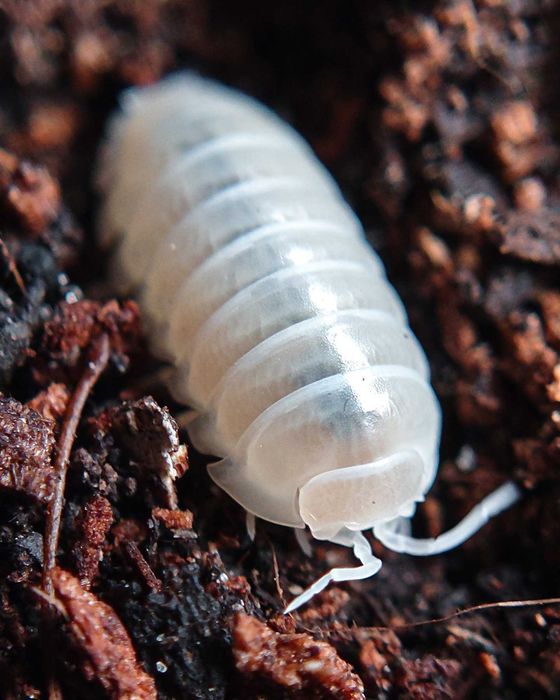 Armadillidium vulgare "Whiteout", isopody, kulanki, 10 szt.