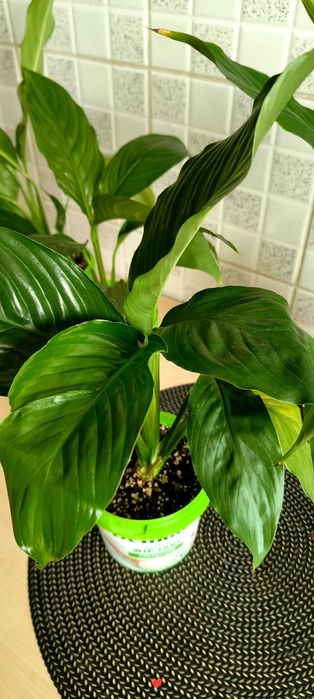 Skrzydłokwiat („kobiece szczęście”) – różne rozmiary