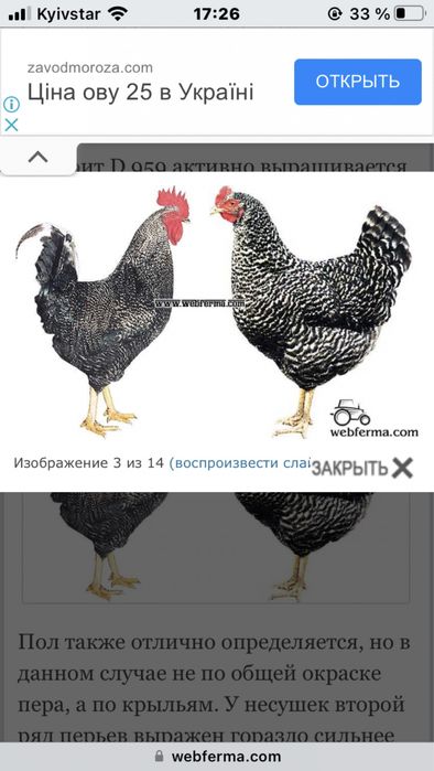 Продаються кури різних порід