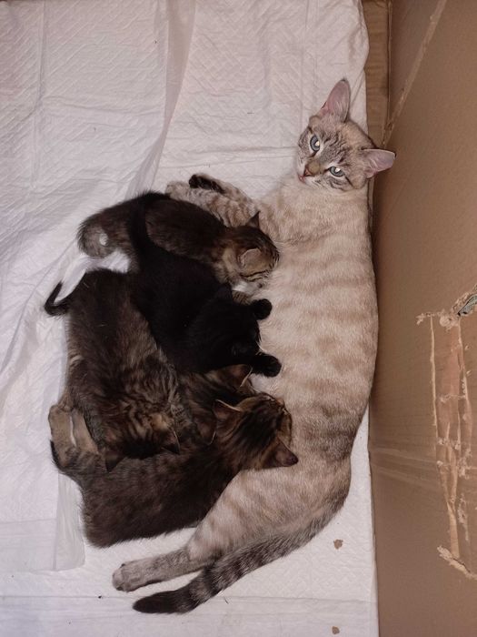 Кошенята в добрі руки