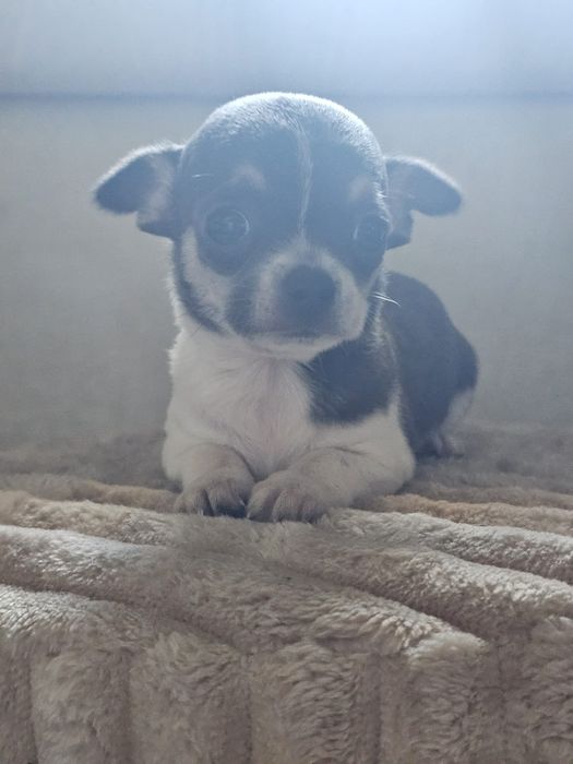 Chihuahua cabeça de maçã