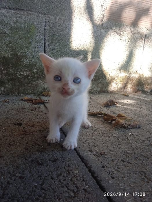 Ofereço Gatinhos bebés