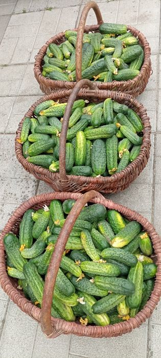 Продам Домашні Огірки