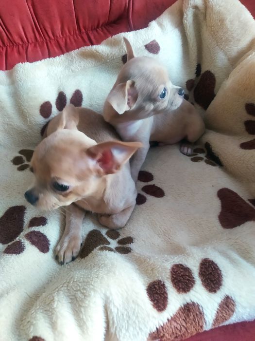 Хлопчики чихуахуа'