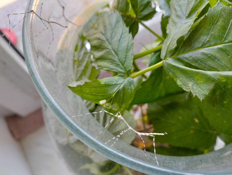 Patyczaki "sól i pieprz" , pręgowane - 5 szt.