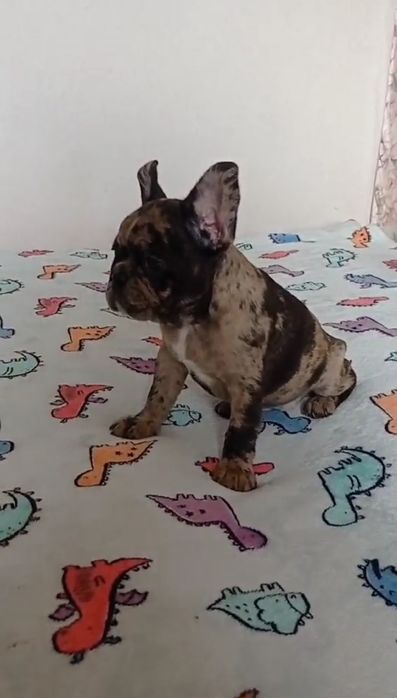 Французский бульдог. Мерле девочка.