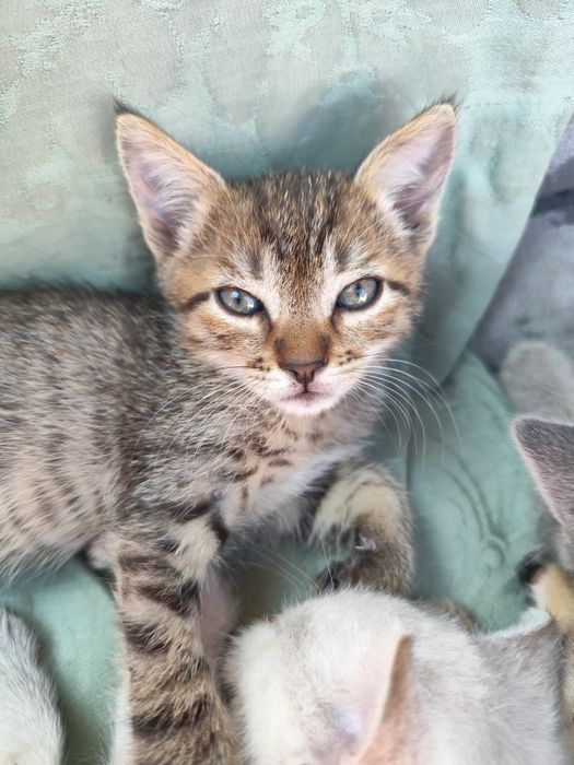 Котята бесплатно