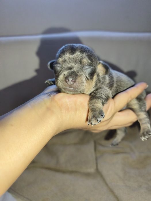 Chihuahua Blue and Tan Macho