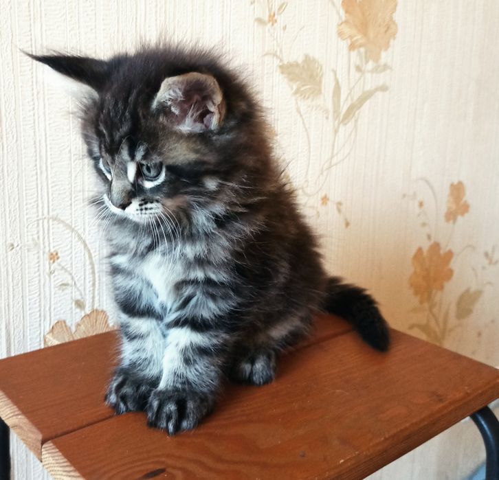 Кошеня мейкуни дівчинка