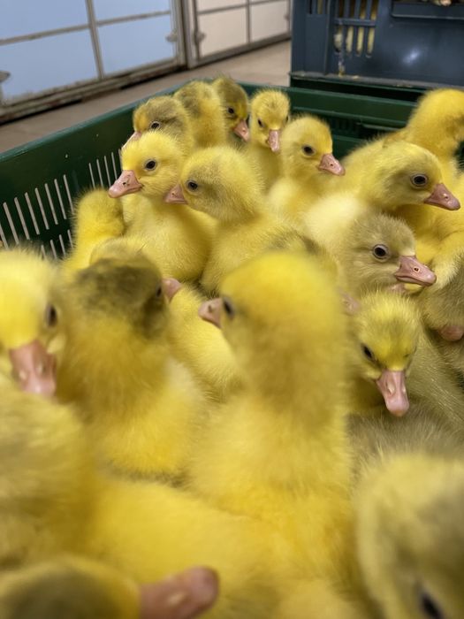 Продам гусенят,каченят,курчат