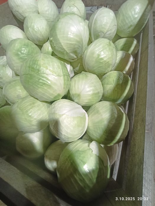 Kapusta biała  ,