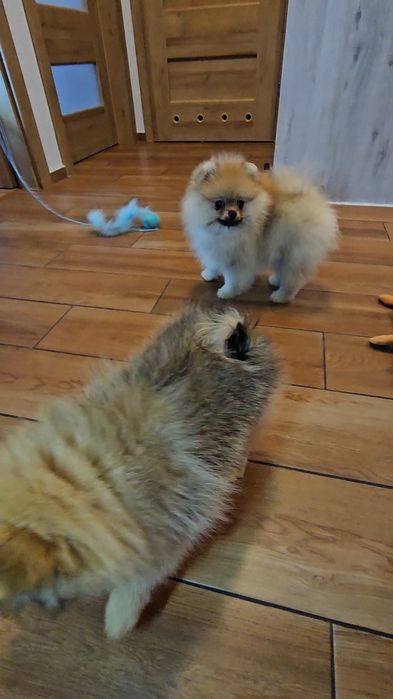 Miś pomeranian 3mc komplet szczepień