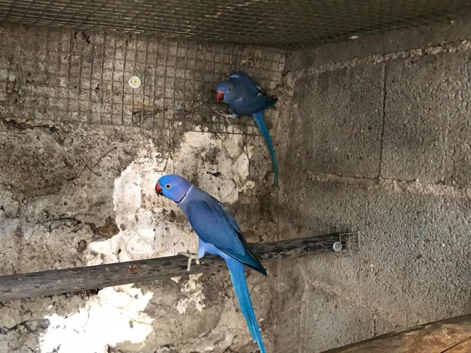 Ring Necks casais  entre outros