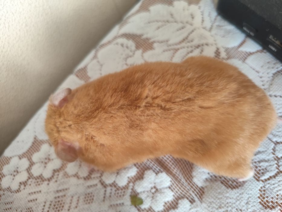 Oddam za darmo dwie chomiczki