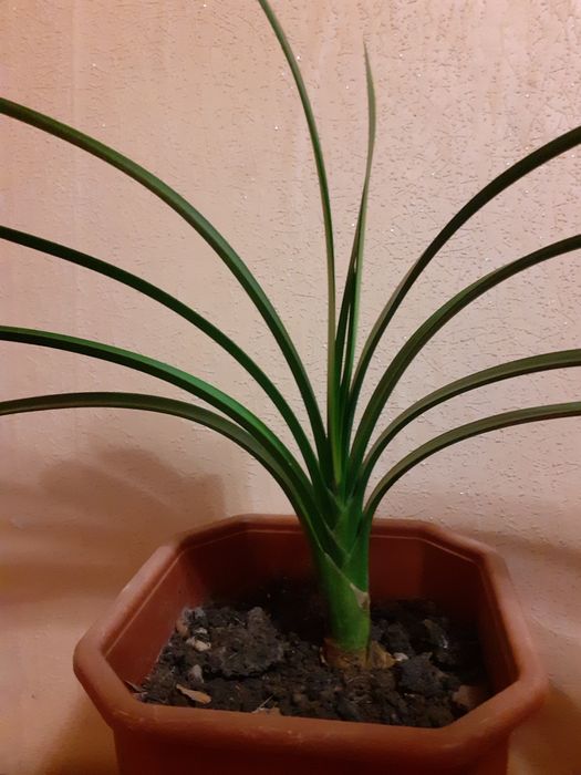 Кливия комнатный цветок растение