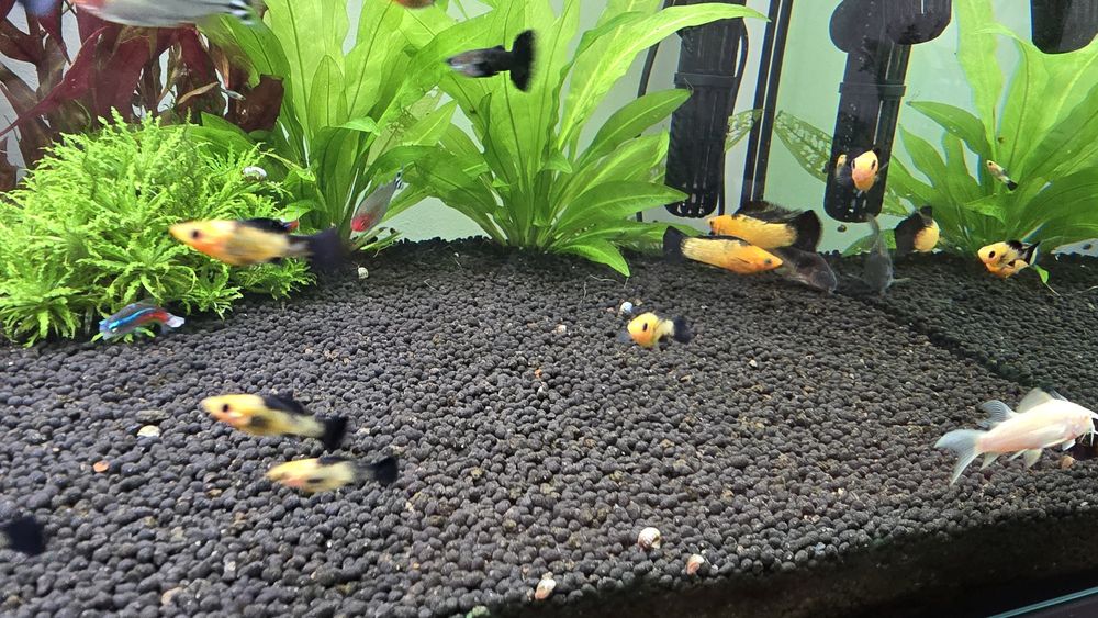 Molly leopardo varios tamanhos