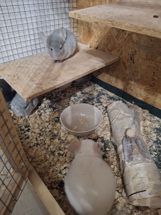 szynszyle różnego koloru