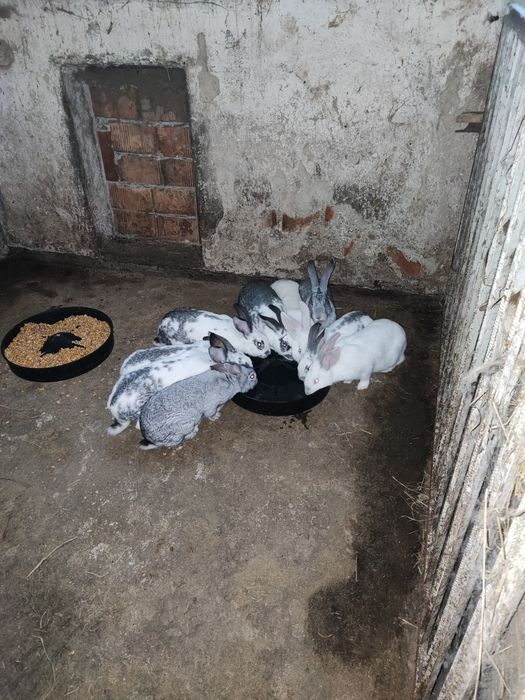 Sprzedam młode króliki