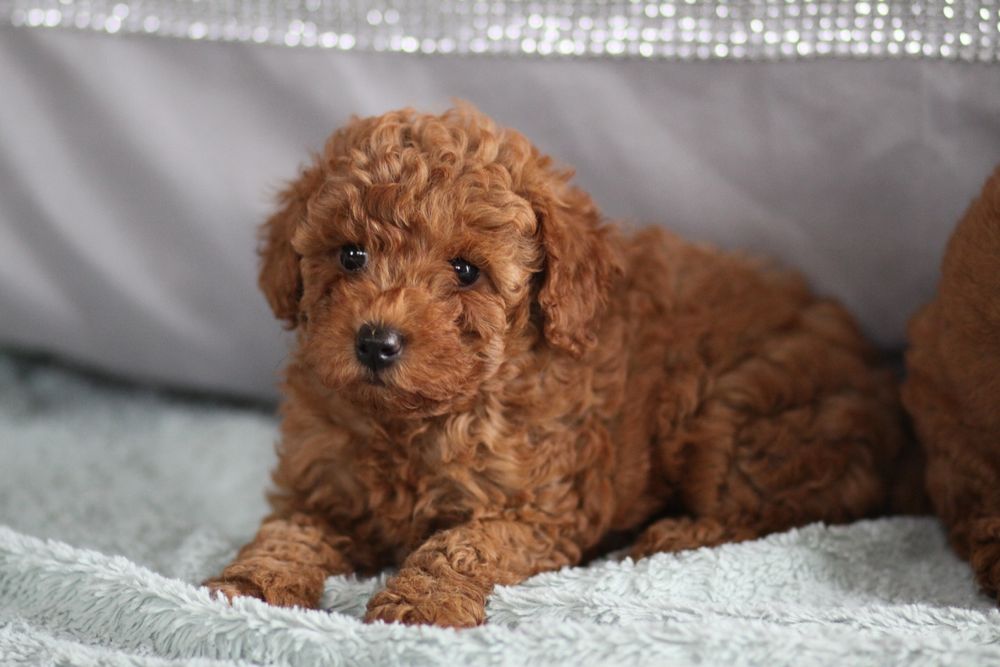 ***Pudel Toy/ miniaturka Badania**