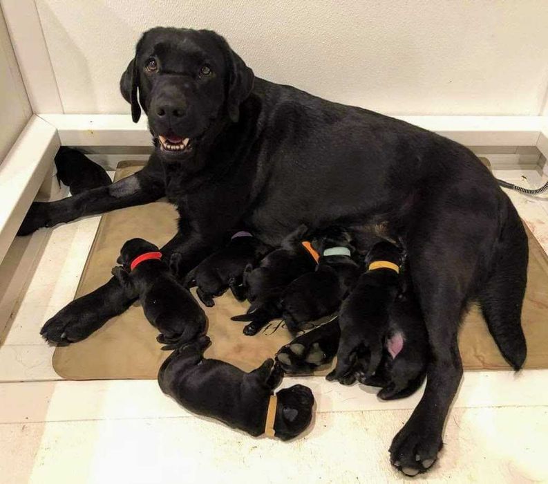 labrador retriever szczeniak