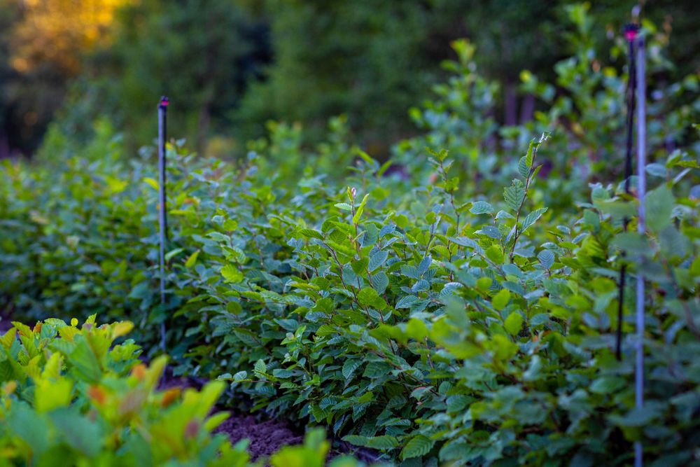 GRAB Pospolity 50-90 cm wysyłka