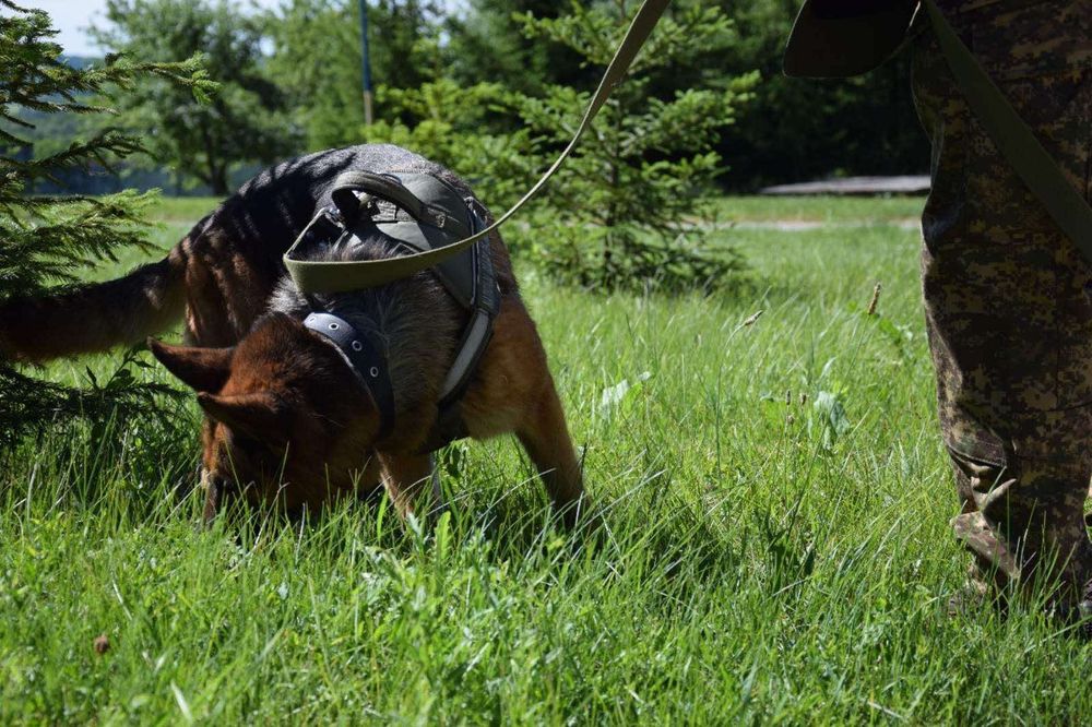 Кінолог для вашого улюбленця.