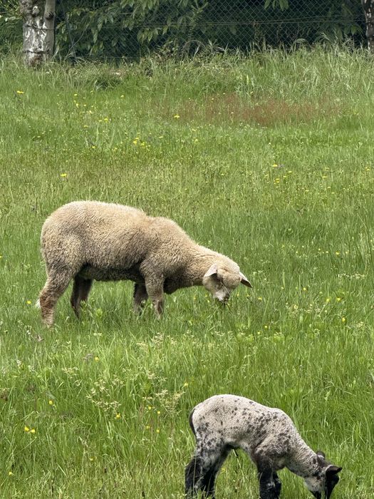 Anho  com 5 meses cruzado charolês com  ile-de-france