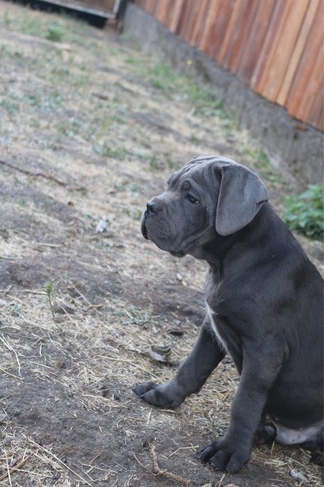 Голубий хлопчик_Нептун