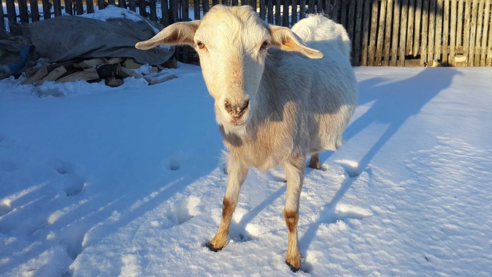 Коза Лексі заанської крові. 2.5р. с.Ясенів