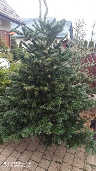 Choinki świąteczne świerk jodła