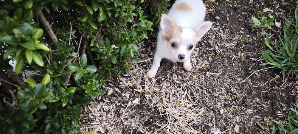 Chihuahua miniatura fêmea disponível para entrega