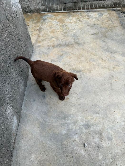 Adoção de cães bebés