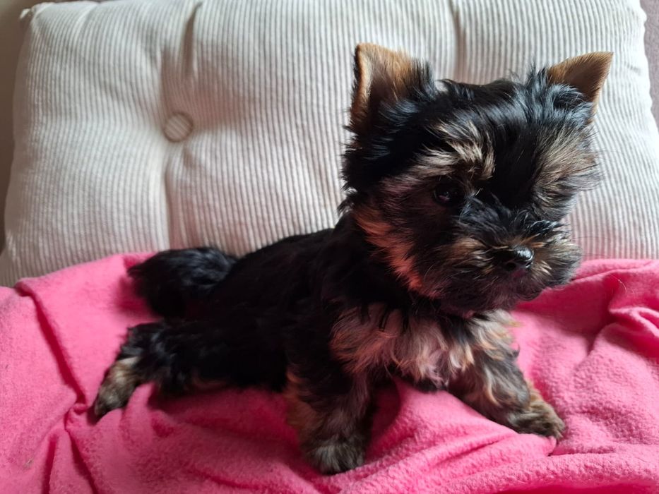 Yorkshire Terrier suczka