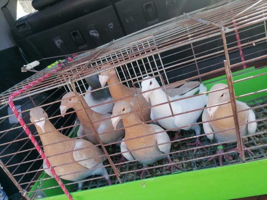 Gołębie rzeszowskie samica