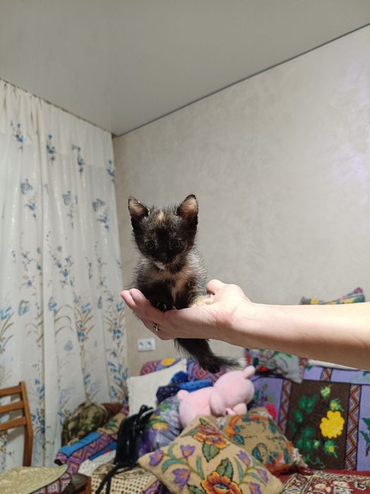 Кошенятко в гарні ручки