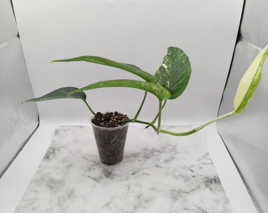 Продам сортовий Епіпремнум