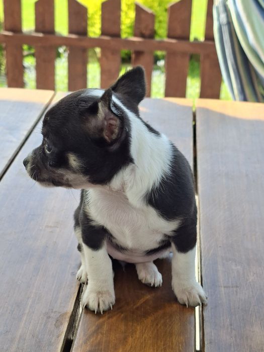 Chihuahua maleńka