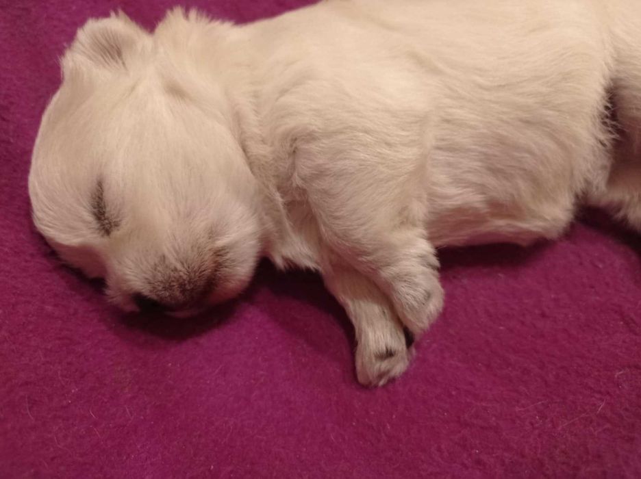 West highland White Terrier