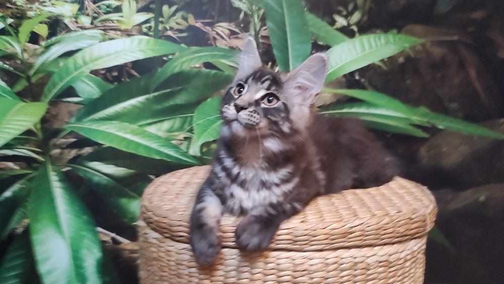 Koteczka MCO z Bluebona*Pl