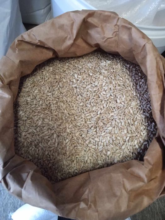 Słonecznik łuskany