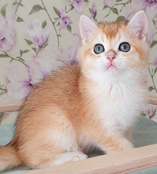 Золотий завуальований Британський котик Фокс