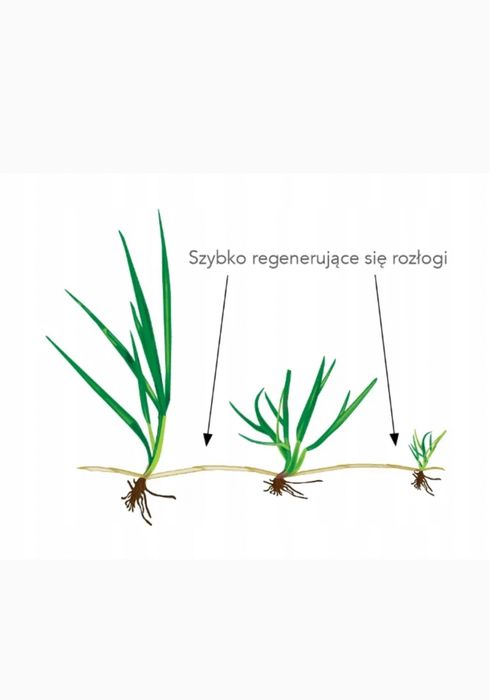 Trawa Barenbrug Bar Power RPR Play&Sport 5kg